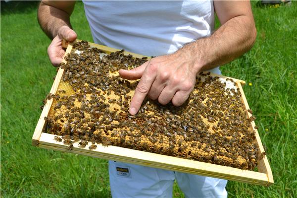 abeilles, gelée royale, Meltonic
