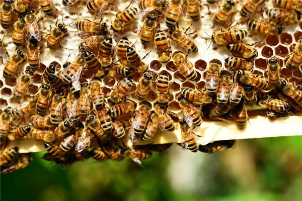 Meltonic - 5 bonnes raisons d'utiliser le miel - abeille