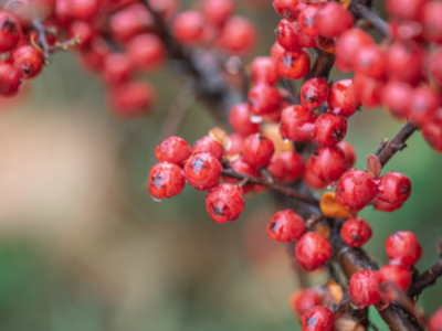 Guarana et sport : quels bienfaits pour l’endurance ?