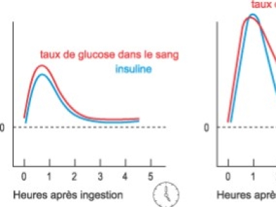 Pourquoi faut-il éviter une variation brutale d'insuline ?